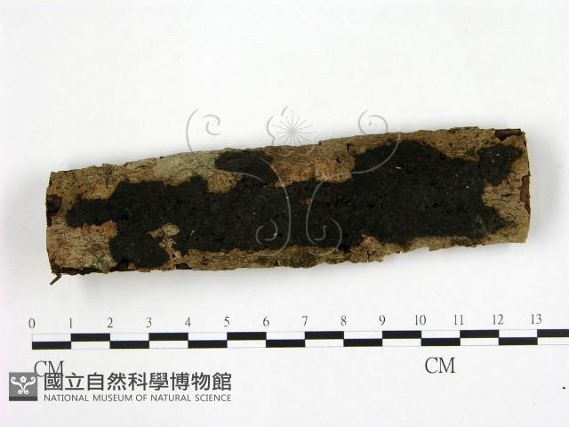 登錄號:F0010382藏品圖，第1張