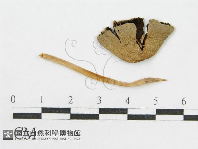 登錄號:F0016382藏品圖，第1張