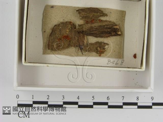 登錄號:F0021382藏品圖，第1張