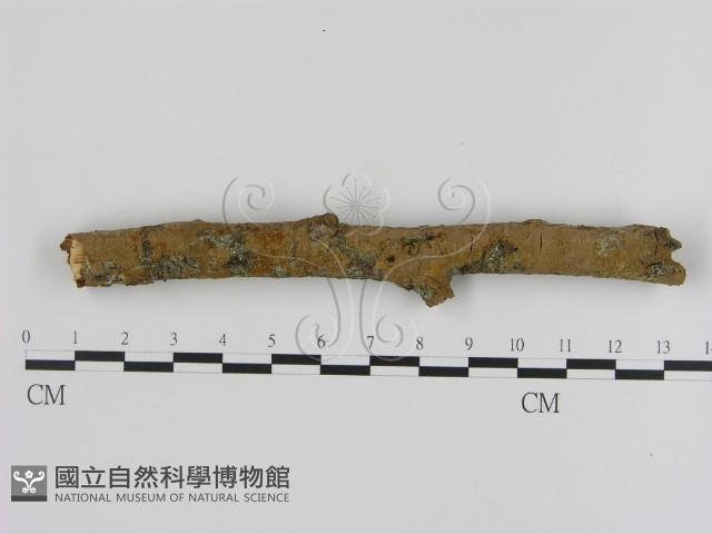 刺革菌屬藏品圖，第1張