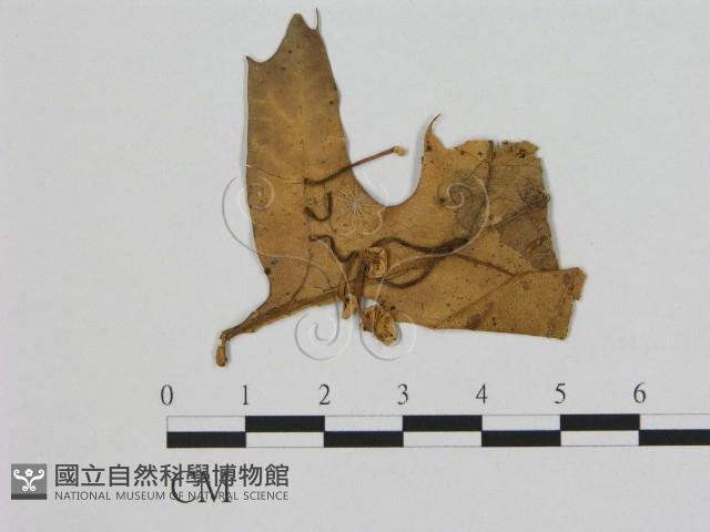 登錄號:F0011382藏品圖，第1張