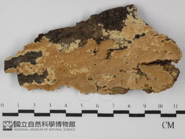 登錄號:F0031382藏品圖，第1張