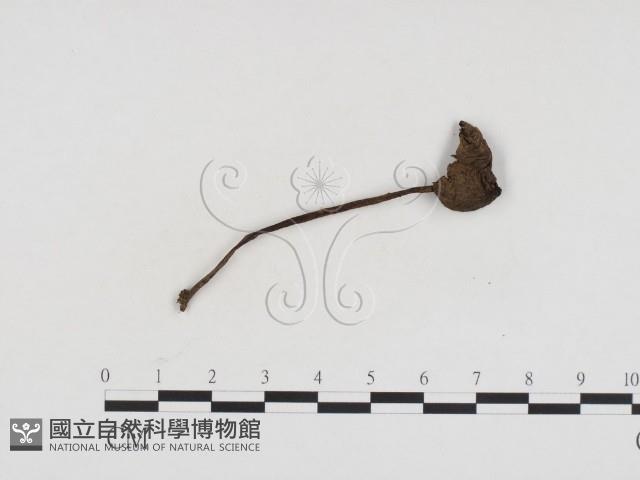 登錄號:F0024382藏品圖，第1張