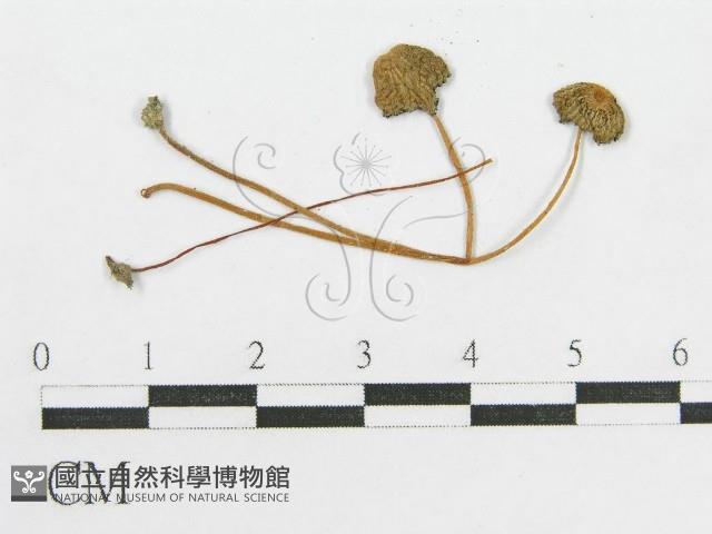 登錄號:F0004382藏品圖，第1張