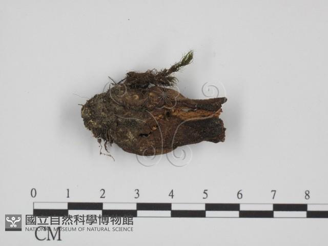登錄號:F0014382藏品圖，第1張