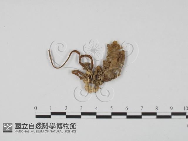 登錄號:F0007382藏品圖，第1張