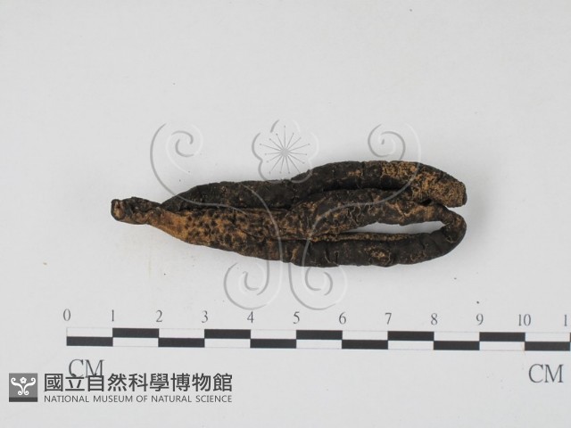 登錄號:F0005382藏品圖，第1張