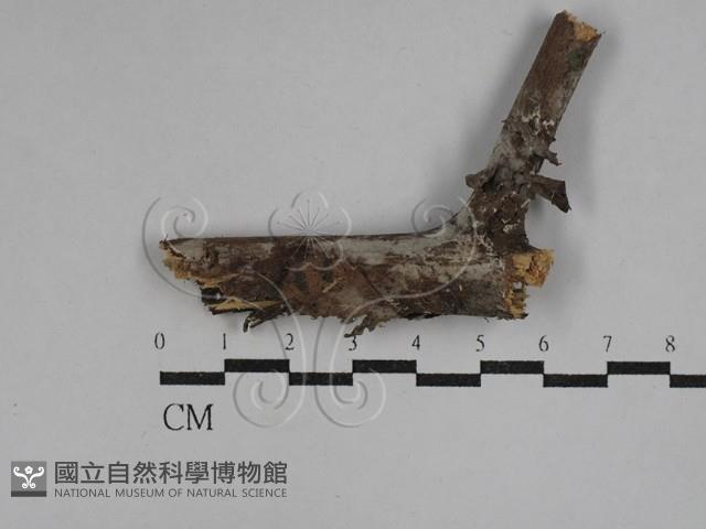 登錄號:F0029382藏品圖，第1張