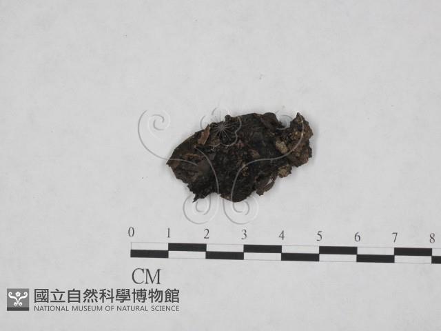 登錄號:F0019382藏品圖，第1張
