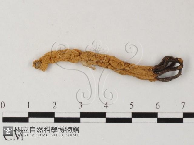 登錄號:F0023382藏品圖，第1張