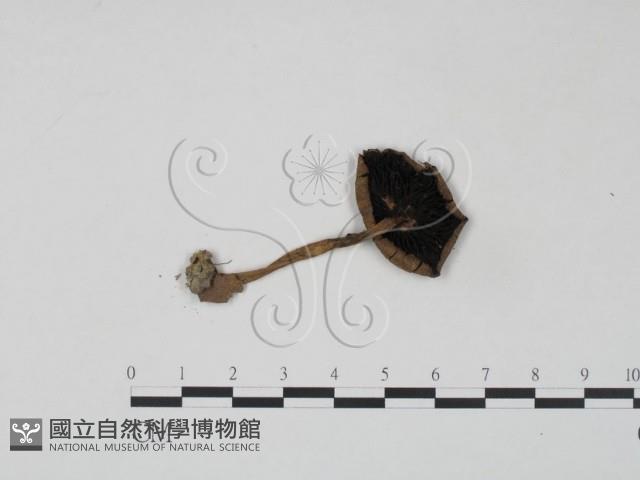 登錄號:F0003382藏品圖，第1張