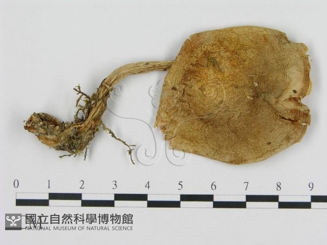 登錄號:F0008227藏品圖，第1張