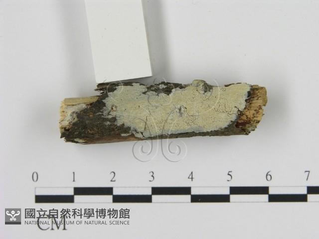 絲齒菌屬藏品圖，第1張