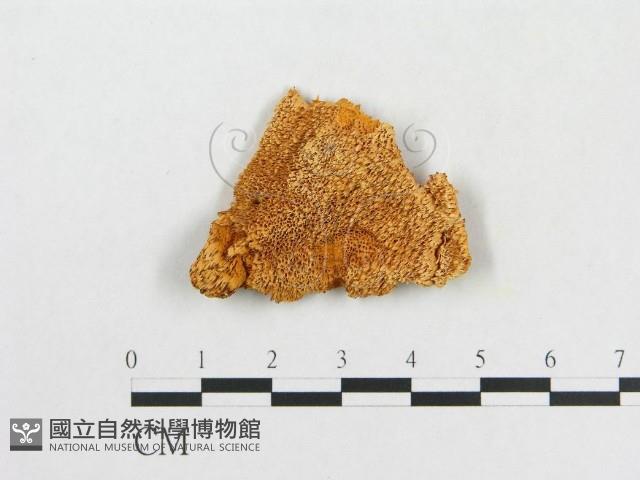 登錄號:F0008127藏品圖，第1張