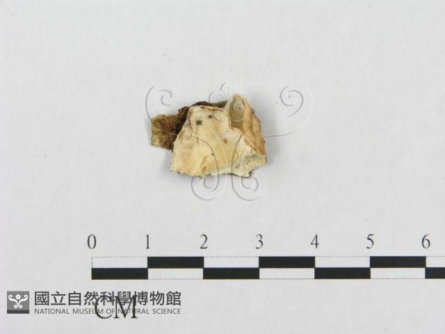 登錄號:F0007127藏品圖，第1張