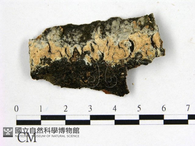 顯絲菌屬藏品圖，第1張