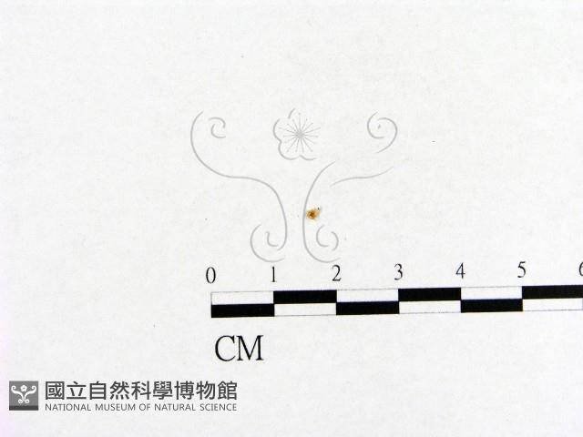 小菇屬藏品圖，第1張