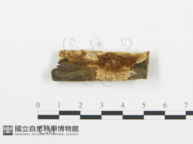 登錄號:F0006027藏品圖，第1張