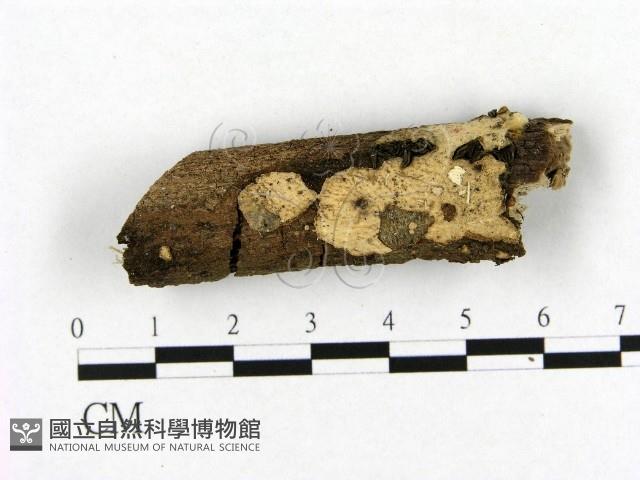 登錄號:F0004027藏品圖，第1張