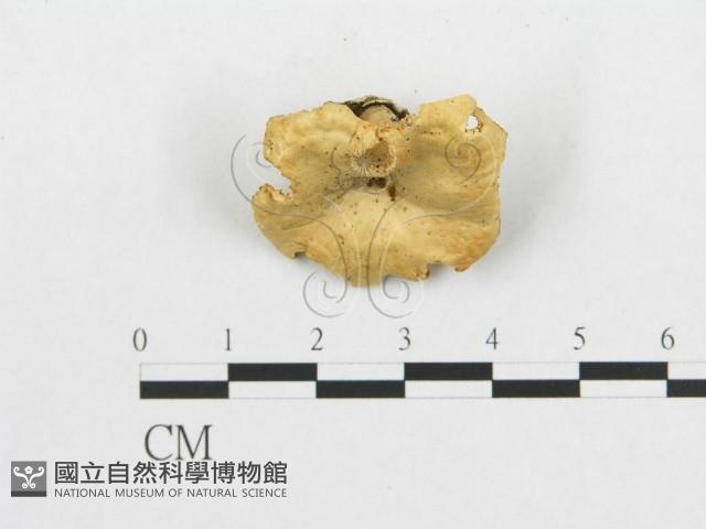 登錄號:F0007027藏品圖，第1張