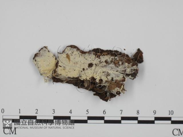 登錄號:F0005027藏品圖，第1張