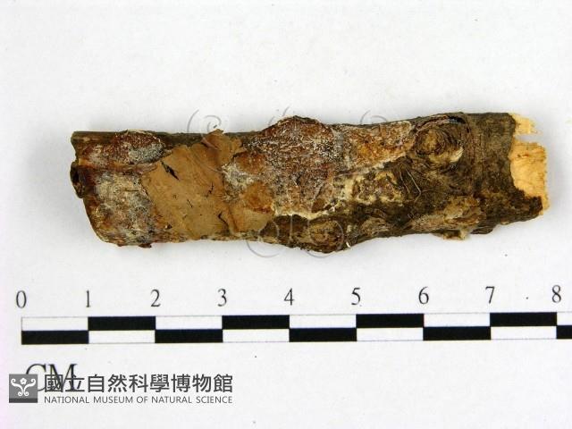 登錄號:F0019027藏品圖，第1張