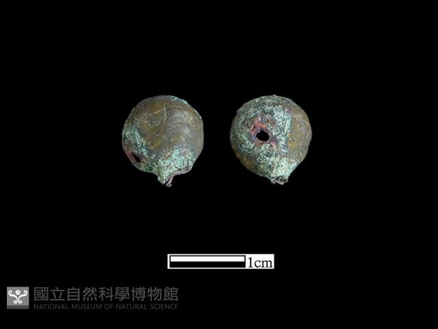 鈕子藏品圖，第2張