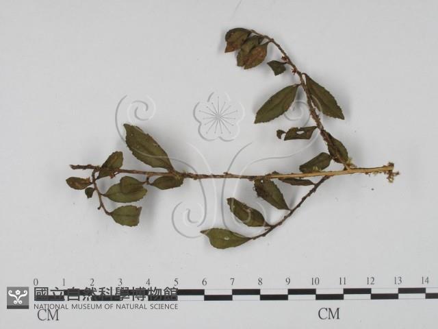 登錄號:F0008327藏品圖，第1張