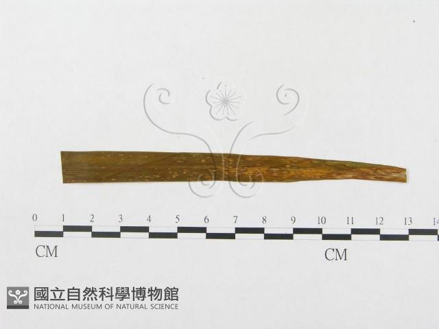 登錄號:F0009327藏品圖，第1張