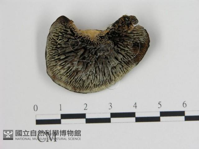 登錄號:F0008207藏品圖，第1張