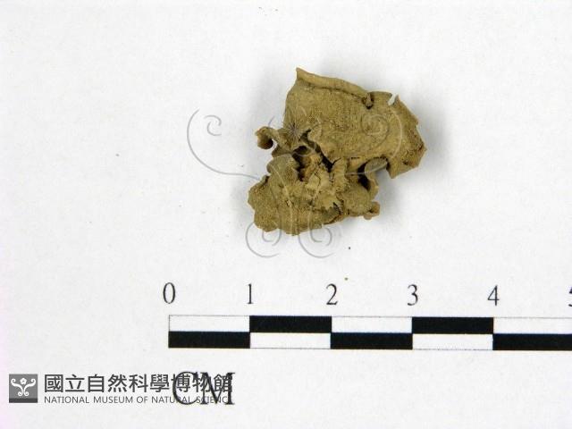 登錄號:F0000207藏品圖，第1張