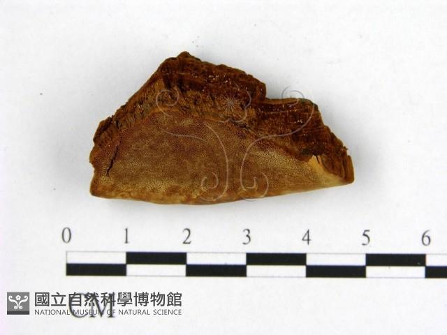 登錄號:F0006207藏品圖，第1張