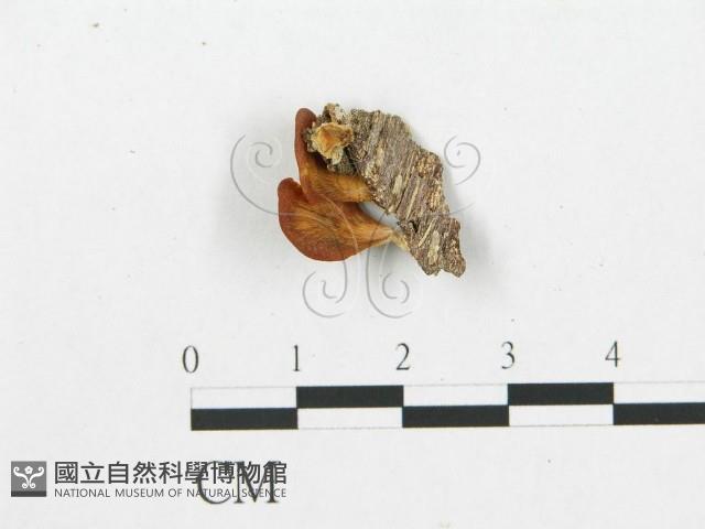 登錄號:F0011207藏品圖，第1張