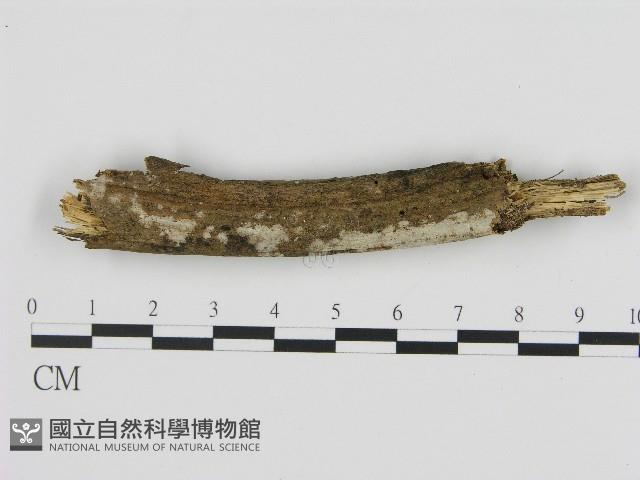 絲皮菌屬藏品圖，第1張