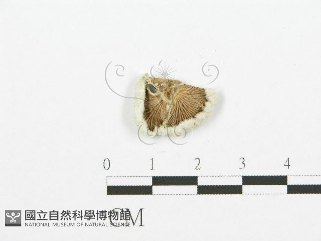 裂褶菌藏品圖，第1張