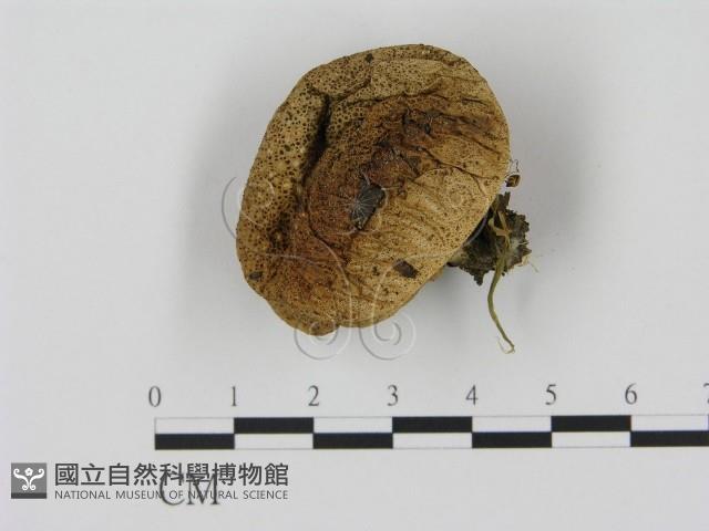 登錄號:F0005207藏品圖，第1張