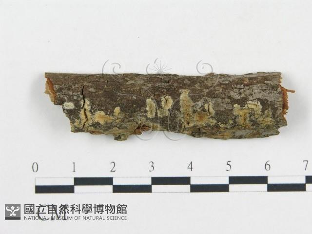 登錄號:F0009207藏品圖，第1張