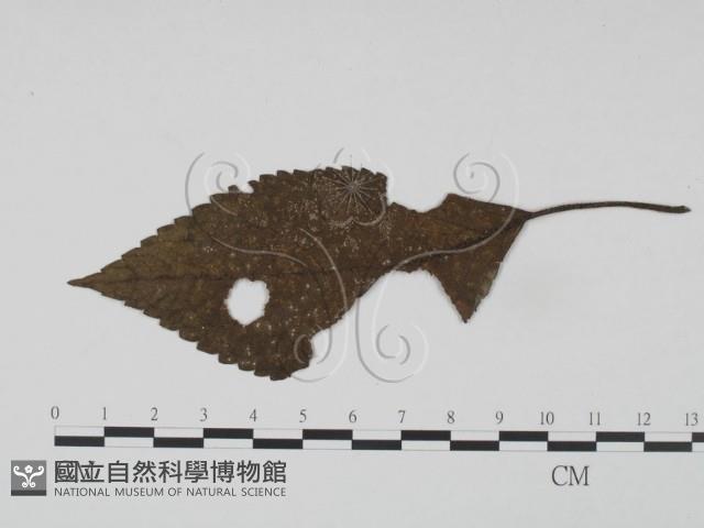 登錄號:F0019207藏品圖，第1張