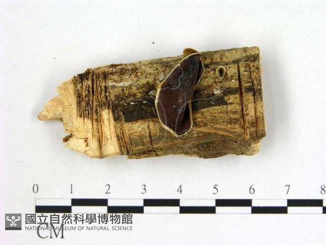 毛木耳藏品圖，第1張
