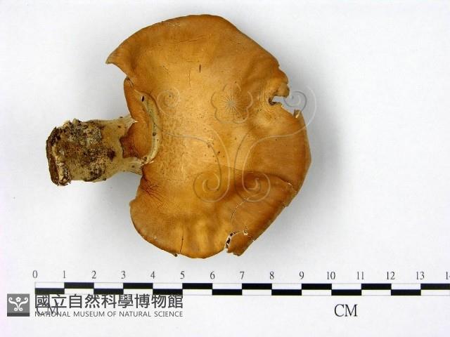 登錄號:F0009607藏品圖，第1張