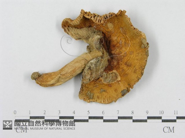 登錄號:F0008407藏品圖，第1張