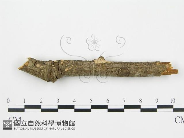 登錄號:F0001407藏品圖，第1張