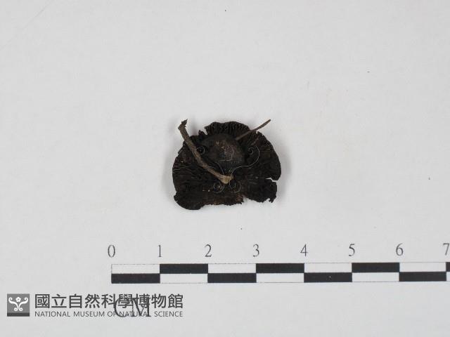 登錄號:F0004407藏品圖，第1張