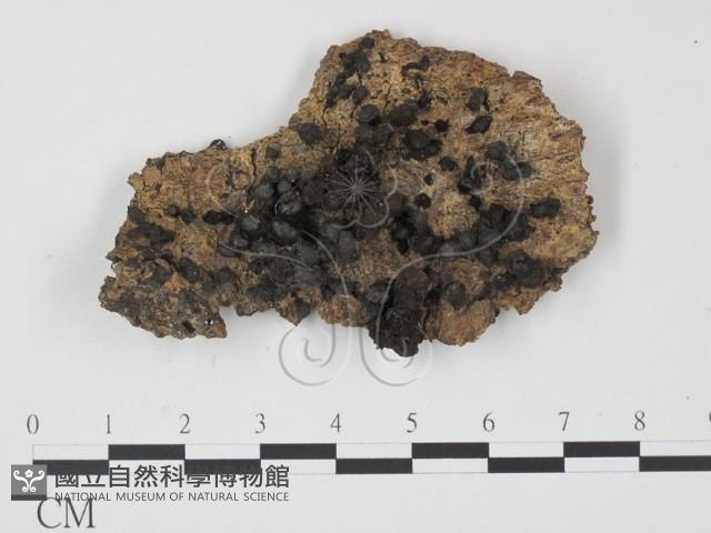 登錄號:F0007407藏品圖，第1張