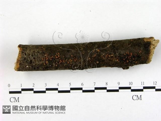 登錄號:F0005407藏品圖，第1張