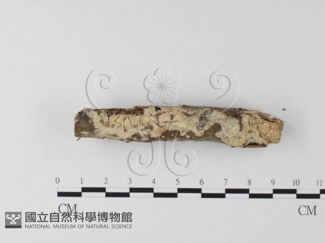 登錄號:F0015407藏品圖，第1張