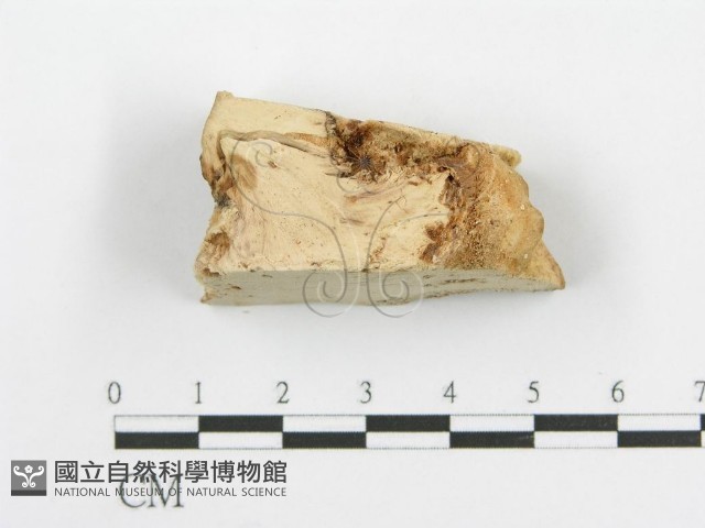 登錄號:F0009407藏品圖，第1張