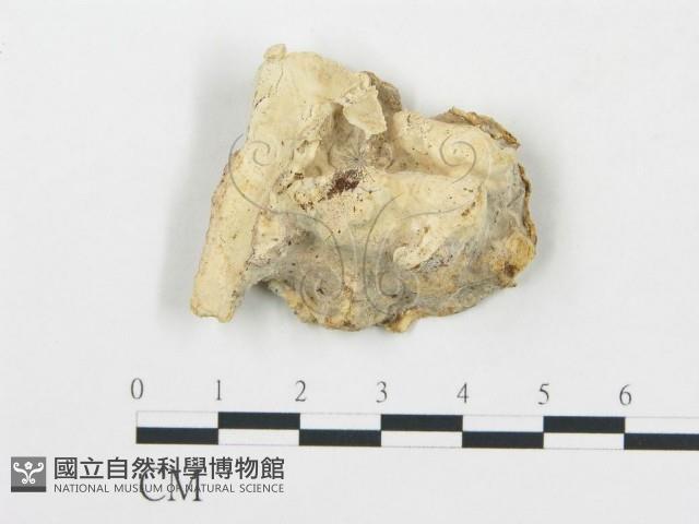 薄孔菌屬藏品圖，第1張