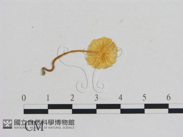 小菇屬藏品圖，第1張