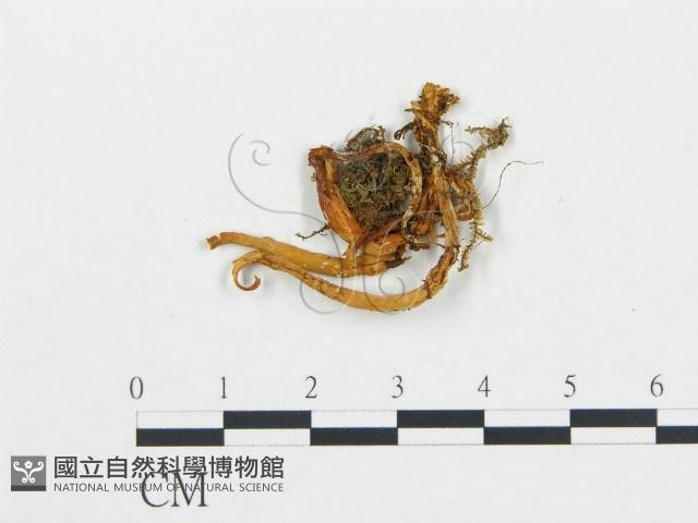 登錄號:F0008507藏品圖，第1張